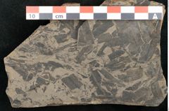 Foto (Detailansicht) von Taeniopteris lomariopsis Ettingshausen (NHMW-GEO-2024-0188-10321)